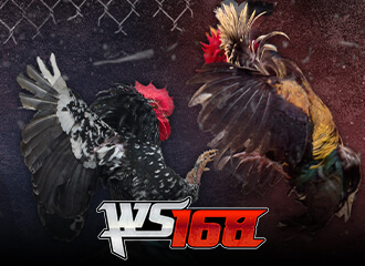 WS168
